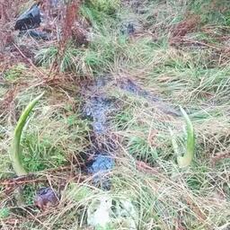 deer skull in nature