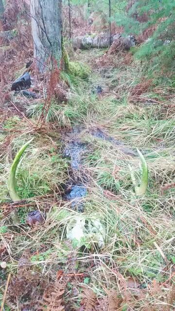 deer skull in nature